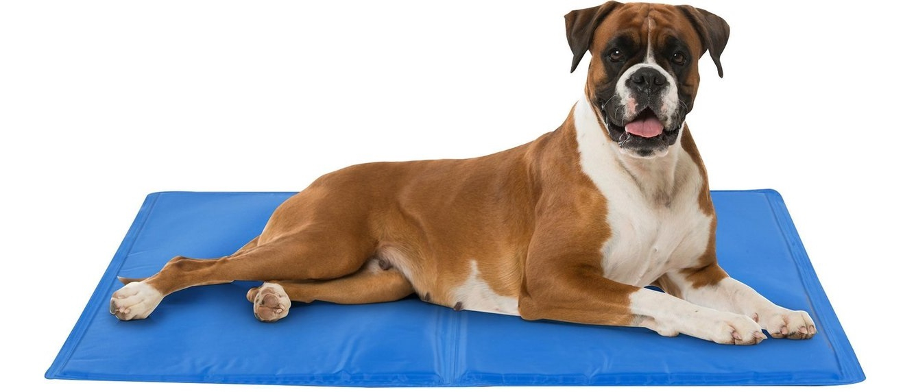 hond